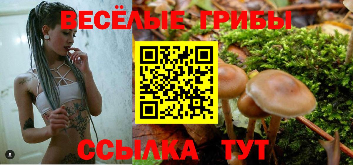 Зеленогорск  Псилоцибиновые грибы Cubensis  Вход с VPN 